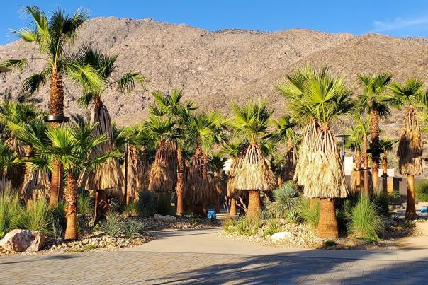 palm springs downtown park