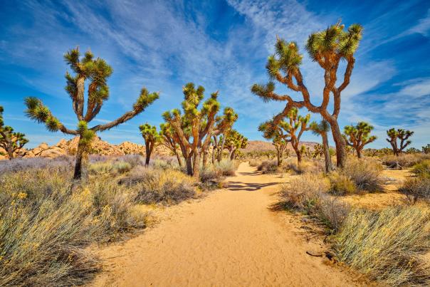 Hiking trail through Joshua Trees at Barker Dam.