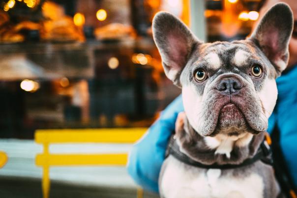 French Bulldog sitting outside café in the city