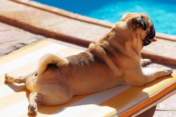 Pug lying on a Lounger in front of the Pool dog