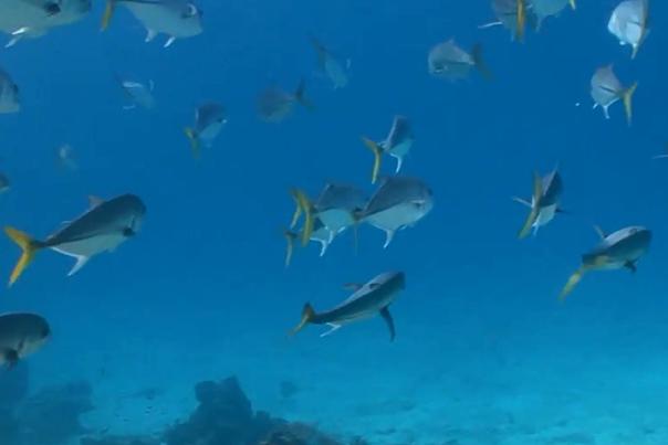 Fishing Header