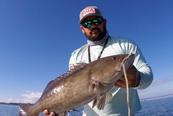 Gag grouper