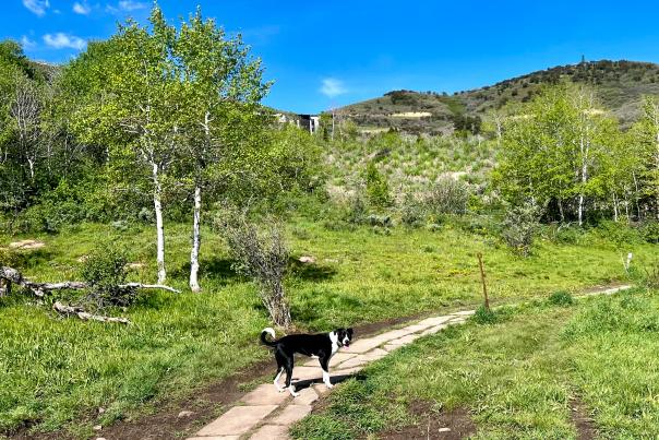 A black and white dog looks back while running on a trail in an off leash dog park and green foliage in Park City, UT