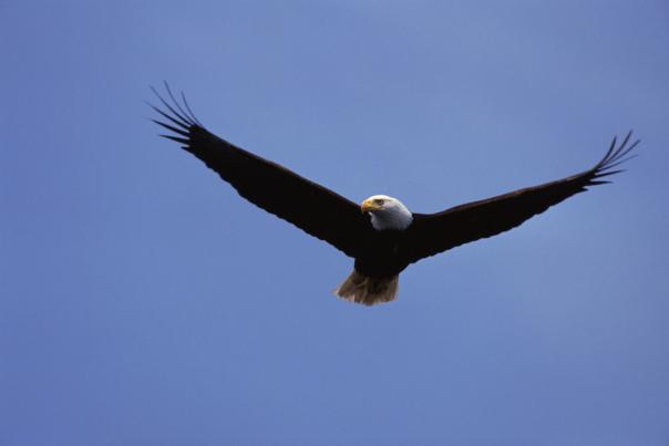 Wildlife Watching In Pennsylvania: Eagle Eyes