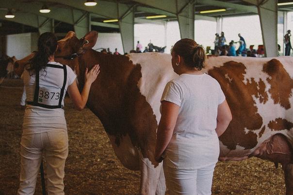 Woman petting a cow in a hay-filled arena with people and cows standing around them.