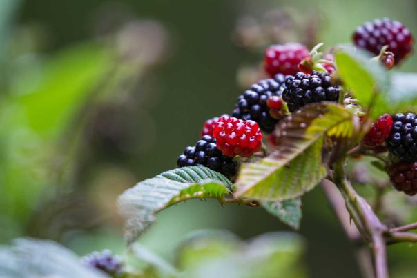 Foraging In Pennsylvania