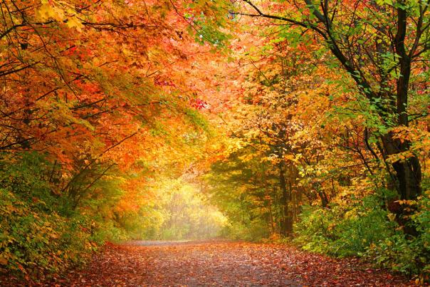 Path in a wooded forest covered in fallen orange leaves. Orange, yellow, and red leaved trees hang above the path.