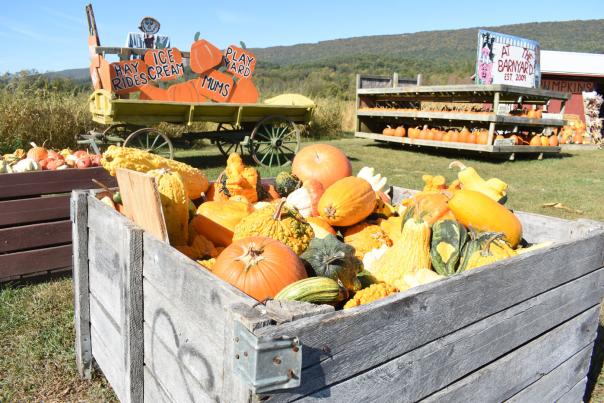 Get Lost in One of PA’s 17 Corn Mazes This Fall