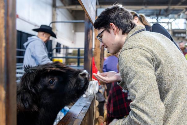 A young man feeding a small, furry brown cow in a pen at the Pennsylvania Farm Show.