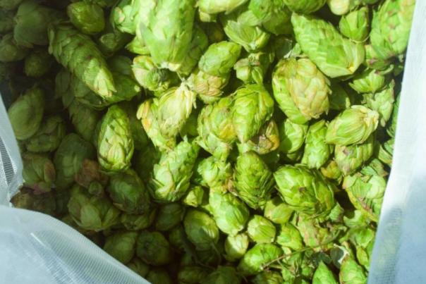 4 Fall Beer Styles You Need to Drink