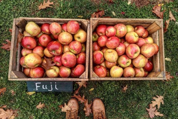 7 Delicious Ways to Get Your Apple Fix This Fall