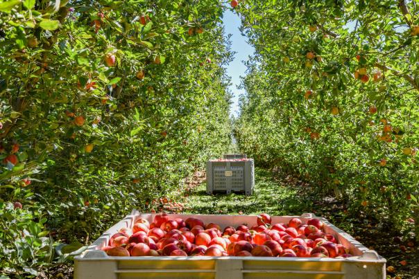 Two large apple bins sitting in between rows of trees at an apple orchard