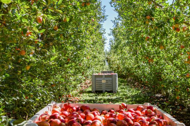 Bins of apples in between a row of trees at an apple orchard