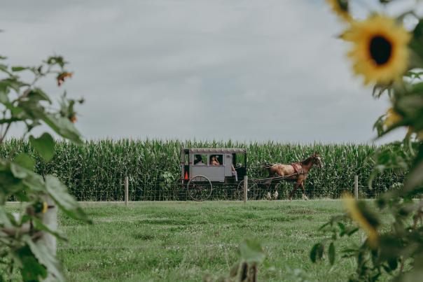 Lancaster Fun Horse and Buggy