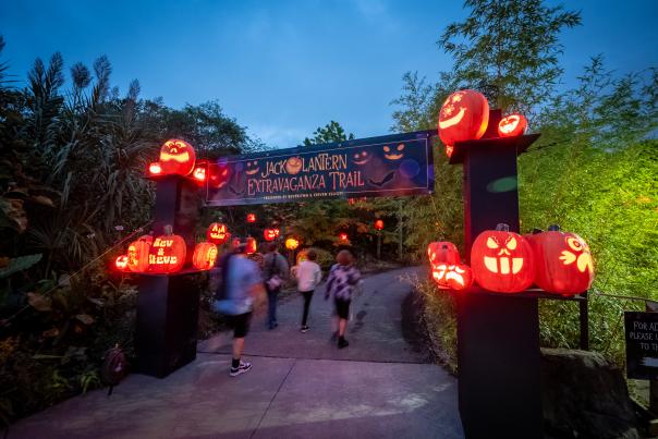 Kids walking through an entryway with glowing pumpkins framing the sides. The sign above reads Jack O Lantern Extravaganza Trail