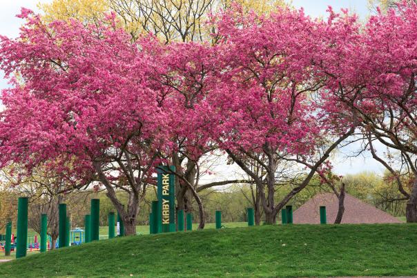 Cherry blossom trees in a park with a sign that reads Kirby Park