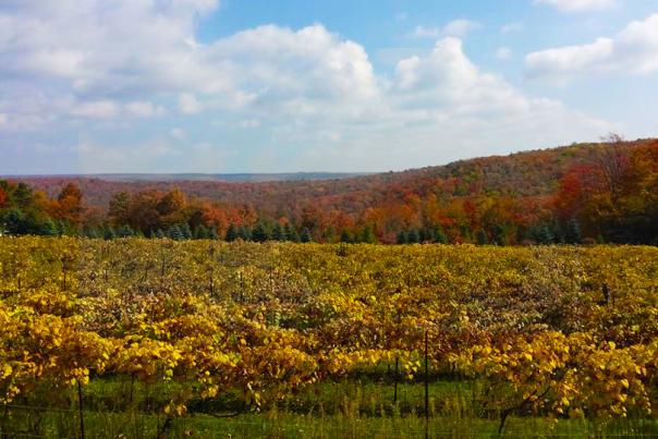 Think Local – Think Wine