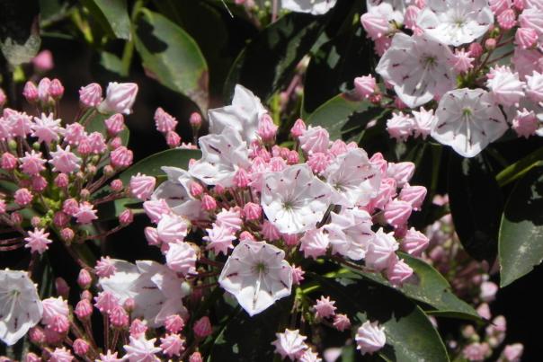 Best Hiking Trails to See the Wildflowers of Pennsylvania