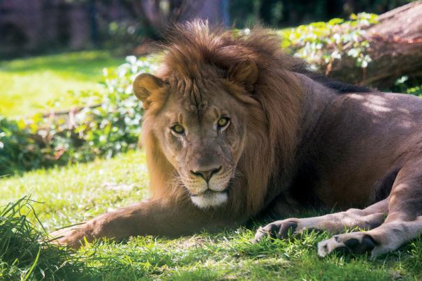 Wild About Pennsylvania’s Zoos & Animal Parks