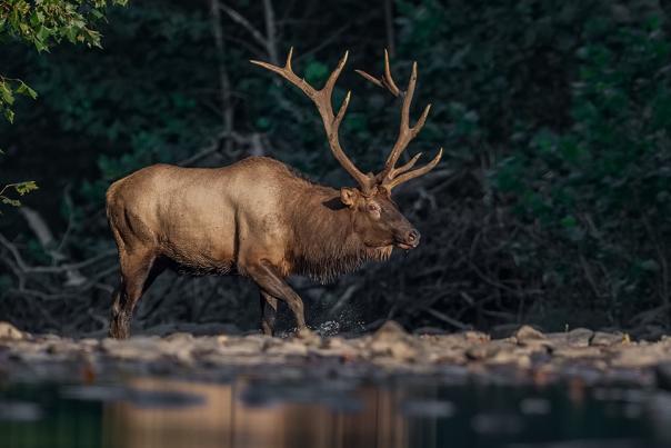 Best Places to See Elk in PA