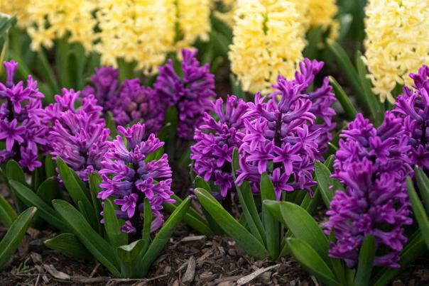 Pennsylvania’s Public Gardens Beckon