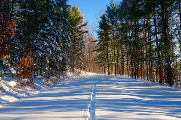 Snow covered path with trees framing both sides of the trail