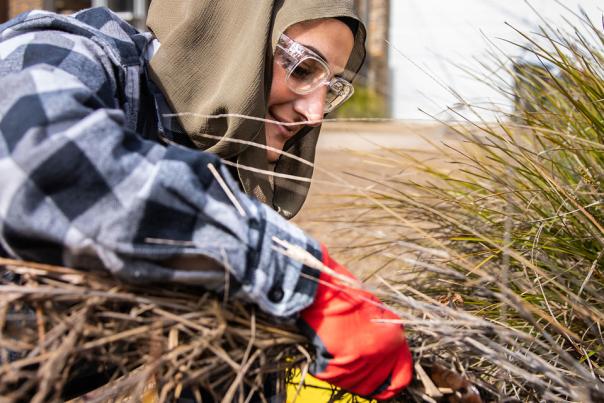 Late Autumn in the Garden