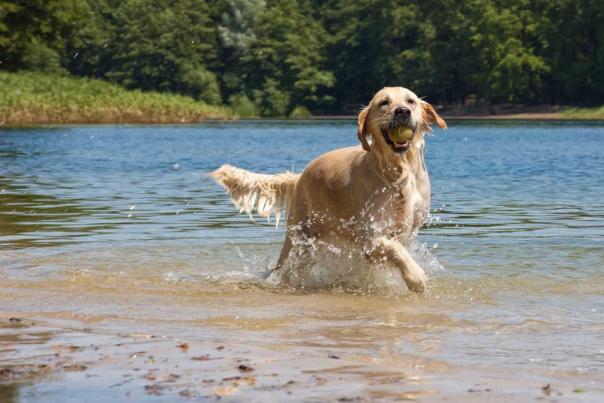 Pet-Friendly Cabins in PA