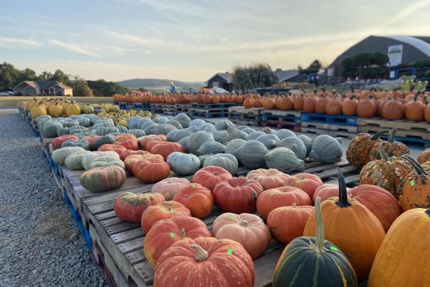Roadside Farm Stands for Your Fall Foliage Road Trip