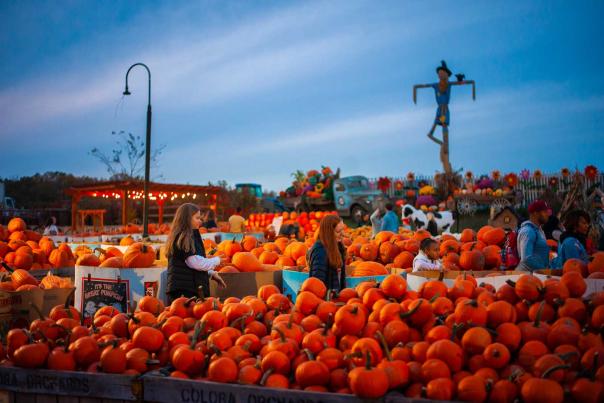Two girls walking through a farm with bins of pumpkins