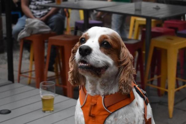 Pet-Friendly Breweries in PA