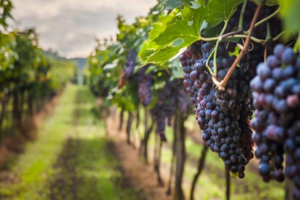 Pennsylvania's Wine Trails