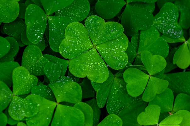 Four Leaf Clover