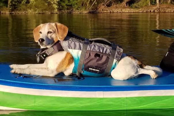Dog on Paddleboard at Blue Marsh Lake