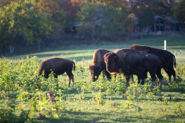 Bison