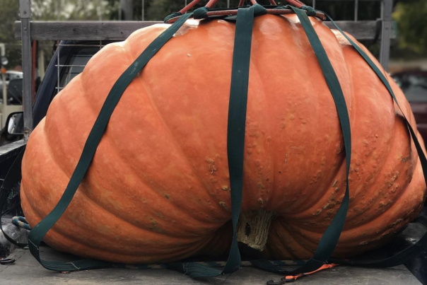 Pumpkin-1