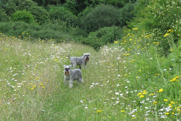 Dog Park