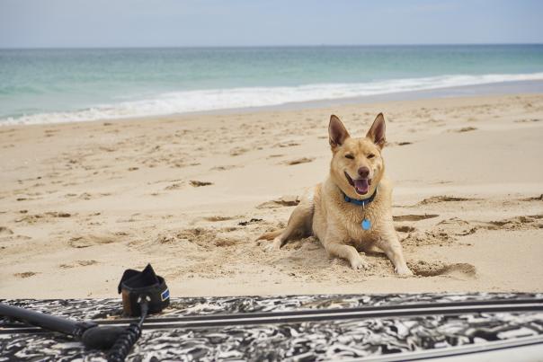 A dog laying on the sand behind a surfboard which is laid flat on the sand.