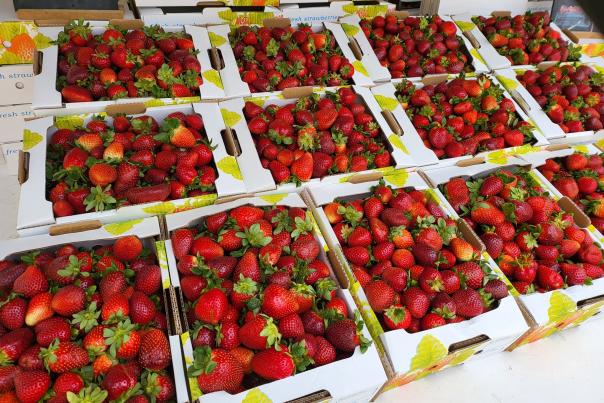 Kiens Strawberry Farm