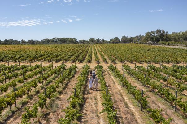 Sandalford Winery Vineyard Swan Valley