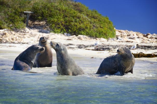 Seal Island, Rockingham