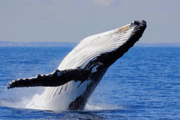 Humpback Whale Watching in Perth Western Australia