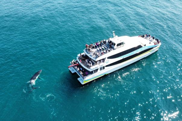 Whale Watching Perth