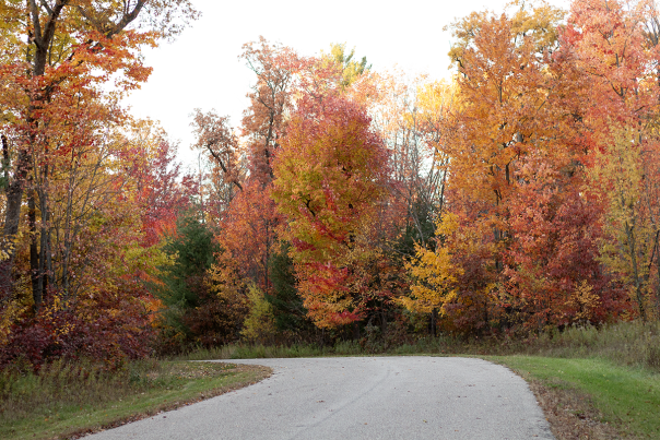 Fall Leaves 2