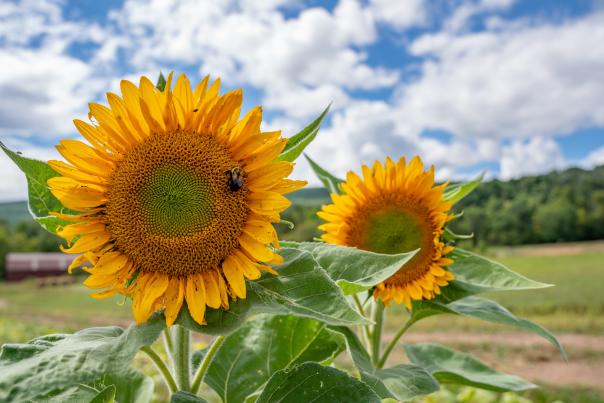 Sunflowers growing on a farm in the Pocono Mountains