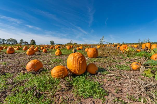A view of the pumpkin patch at Heckman Orchards in the Poconos.