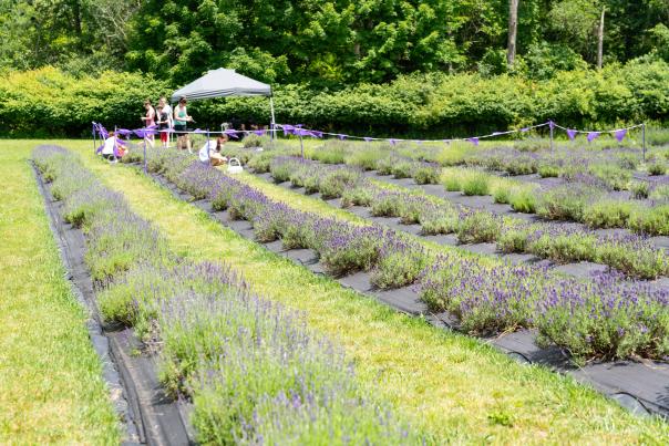 A lavender field in bloom at Paradise Lavender Farm in the Poconos.