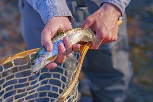 A fisherman shows a freshly-caught trout in the Pocono Mountains.