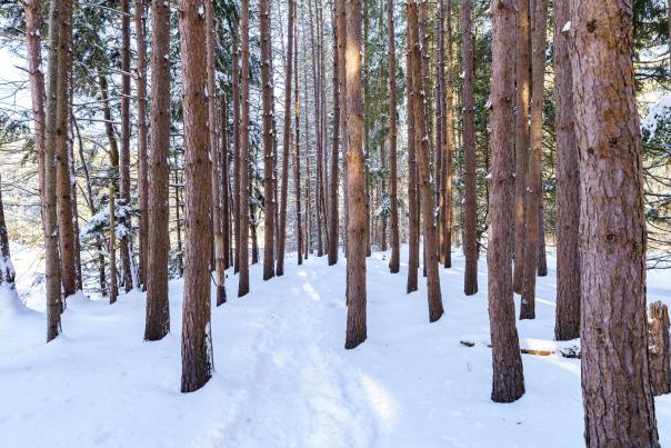 Enjoy a winter hike at the Austin T Blakeslee Nature Area in the Poconos.