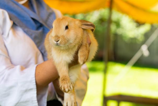 Visitors meet a baby bunny at Quiet Valley Historical Farm in the Poconos.